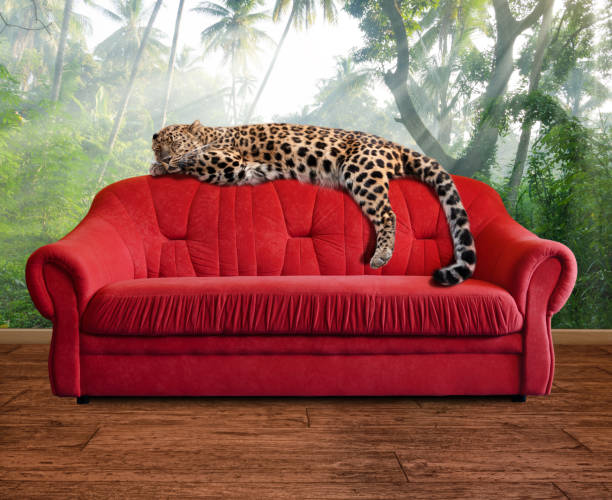 istock fantasy scene - leopard is sleeping on sofa in jungle wallpaper 1171709319
