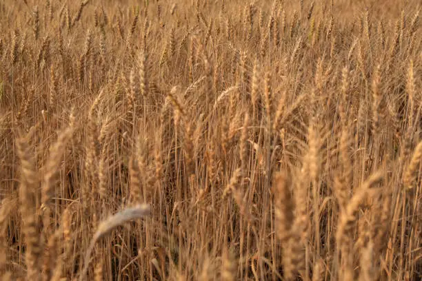 Barley in the golden-yellow farm is beautiful and waiting for harvest in the season.