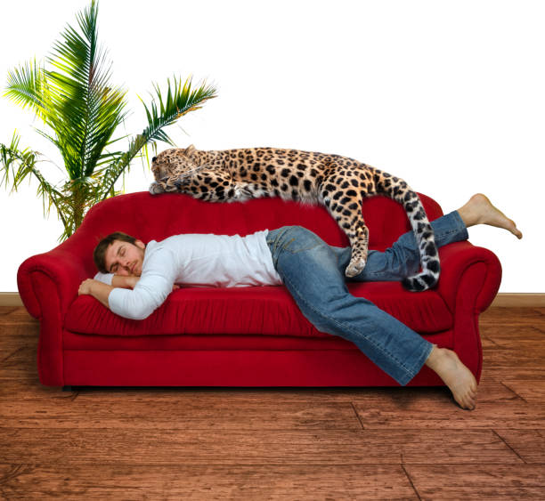 istock fantasy scene - young man is sleeping on the sofa with leopard 1171709506