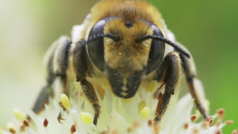 Bee close-up