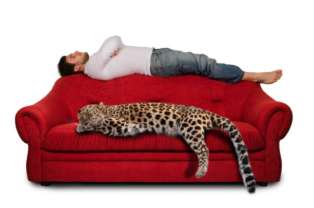 istock fantasy scene - young man is sleeping on the sofa with leopard 1171709549