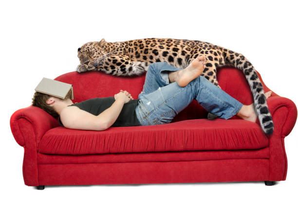 istock fantasy scene - young man is sleeping on the sofa with book and leopard 1171709598