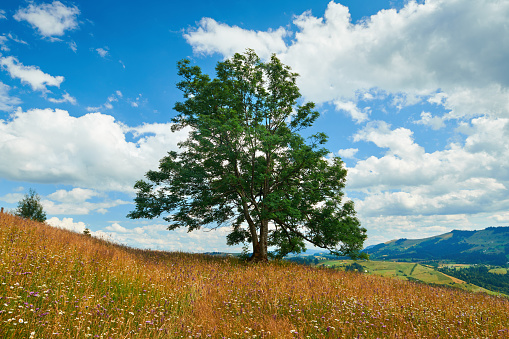 One big tree on hill - beautiful summer landscape, cloudy sky at bright sunny day. Carpathian mountains. Ukraine. Europe. Travel background.