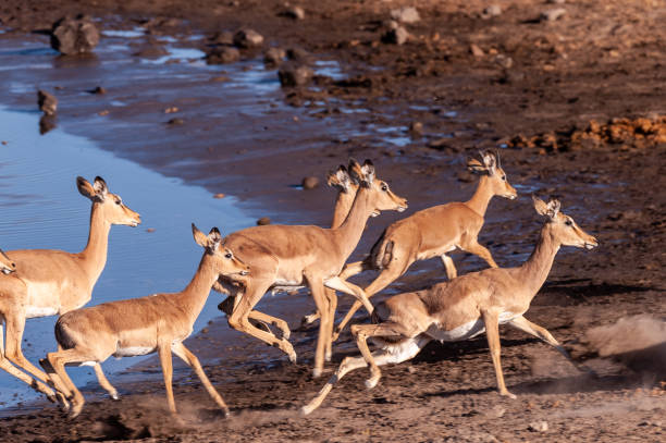 istock Restless Impalas near a waterhole 1171710781