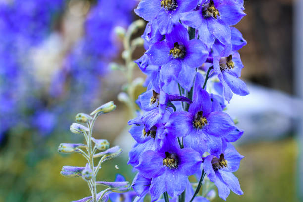 istock Blue flowers in the garden close up 1171710861