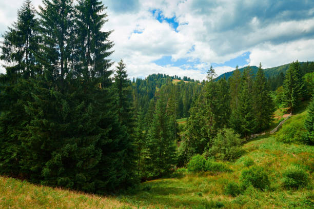 Spruces on hills - beautiful summer landscape, cloudy sky at bright sunny day. Carpathian mountains. Ukraine. Europe. Travel background.