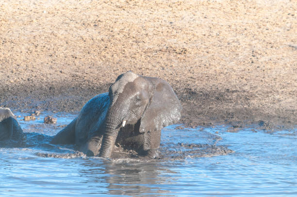 istock A young African Elephant Bathing in a waterhole 1171711121