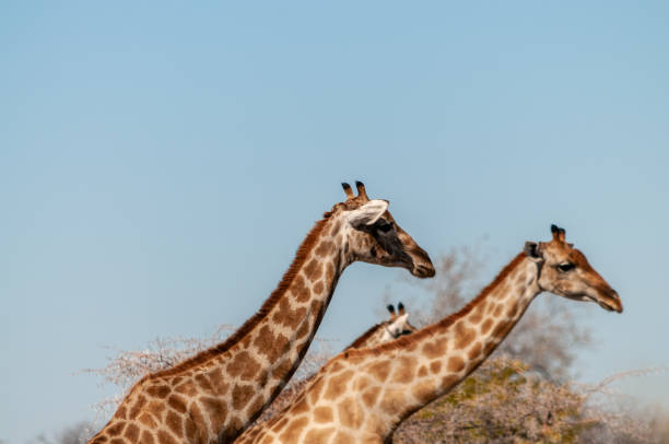 istock Giraffes in Etosha National Park 1171711220