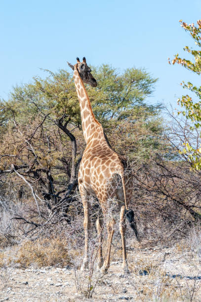 istock Giraffes in Etosha National Park 1171711227