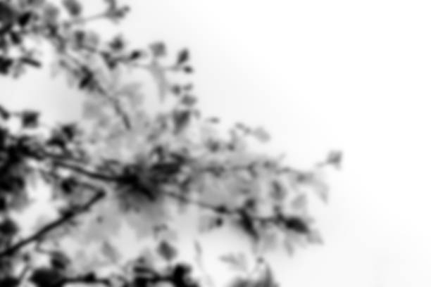 An organic plant shadow overlay, a blurred tree branch shape, an abstract design element