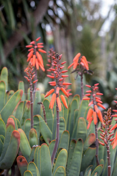 istock Aloe plant in bloom. 1171711590