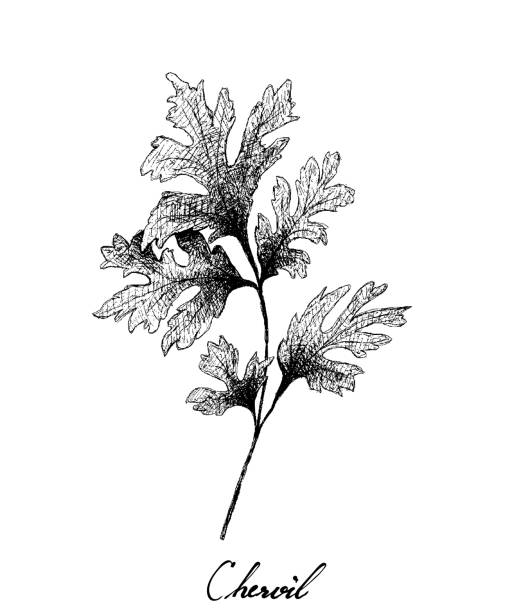 рука нарисована из свежего растения червил на белом - chervil stock illustrations