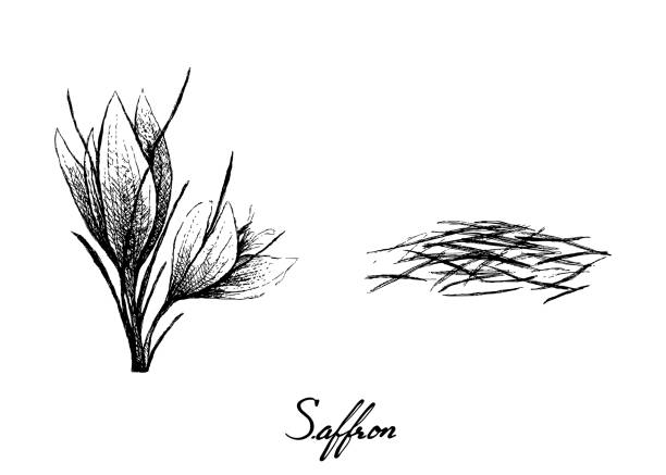 Hand Drawn of Saffron Thread and Flowers Herbal Plants, Hand Drawn Illustration of Saffron Thread and Flowers Used for Seasoning in Cooking. pistil stock illustrations