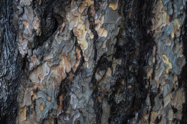 rinde eines sehr alten baumes, textur, nahaufnahme - bark textured close up tree stock-fotos und bilder