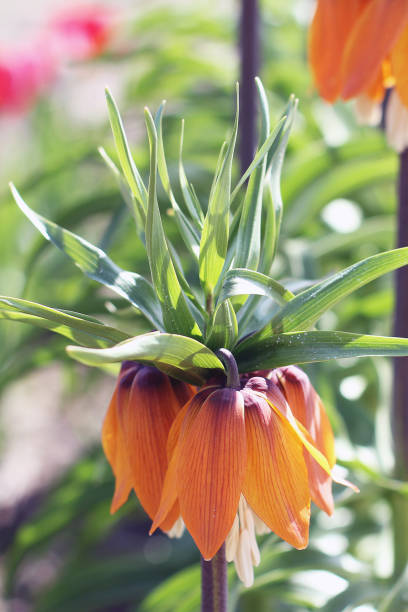 istock Flowers in the garden. Grouse 1171712909