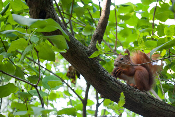 istock Brown squirrel with hazelnut in her mouth sitting on branch of tree 1171713283