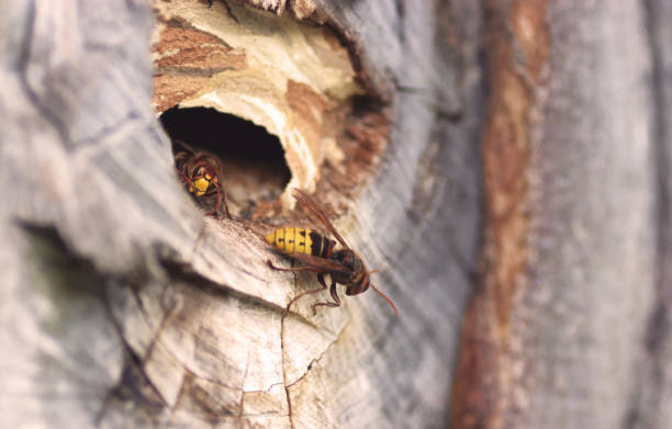istock hornet leaves its nest 1171713928