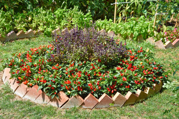 istock The home garden 1171713987