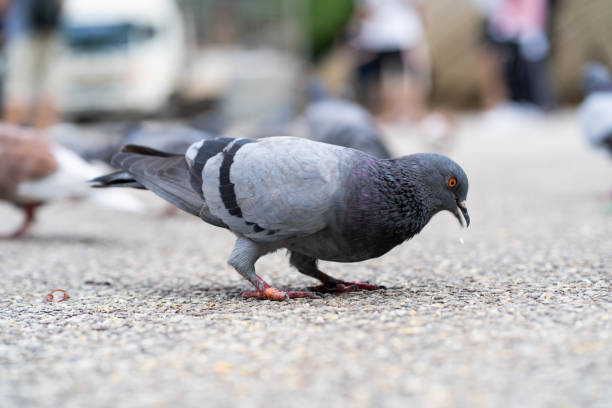 istock Pigeon on the floor looking for some food 1171714307