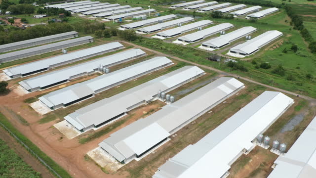 4k Aerial view and tilt up of animal farm in countryside