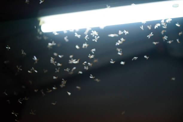 istock moth flying in the fire ,the neon light in night time, it's raining time. 1171715998