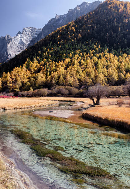 istock Scenery of golden pine forest with emerald river on plateau 1171716993