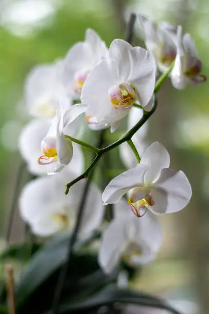 Close up of White Orchids in window in Summer