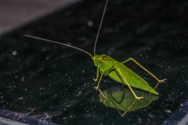 istock Closeup of a Scudderia furcata - Fork-tailed Bush Katydid 1171718831
