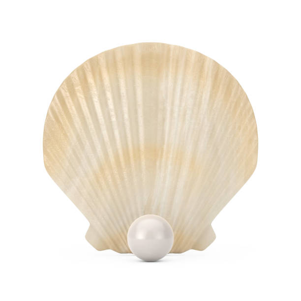 istock Beauty Scallop Sea or Ocean Shell Seashell with Pearl. 3d Rendering 1171720962