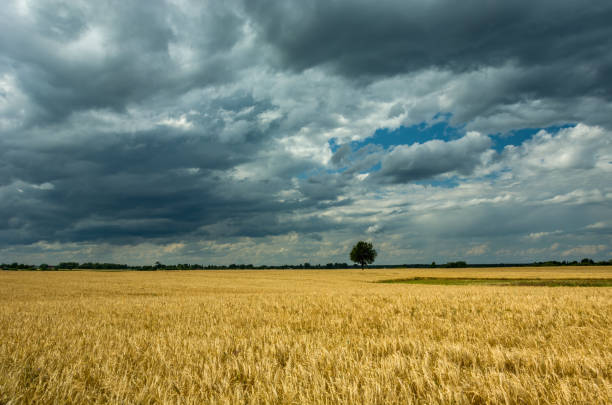 istock Field with golden grain and dark clouds on the sky 1171721835