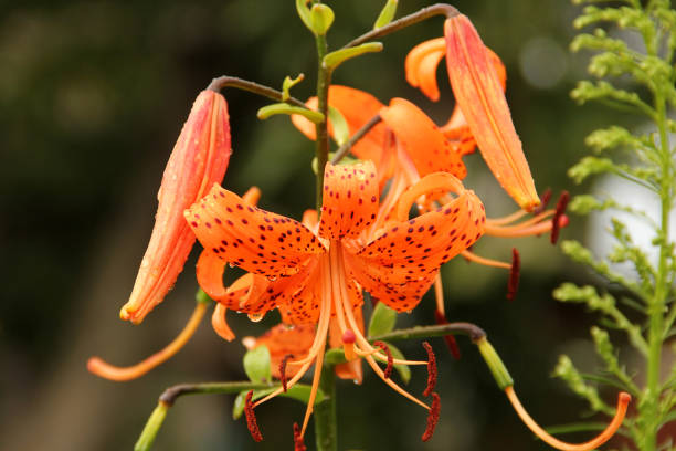 istock Orange flower in the garden close up 1171722120