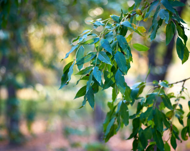 branche avec les feuilles vertes du frêne un jour d'été - tree branch tree trunk leaf photos et images de collection