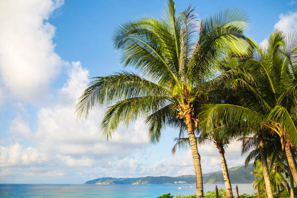 istock Coco palm on tropical paradise panorama beach 1171723531