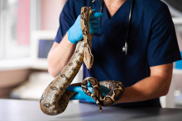 plan rapproché de serpent dans des mains du vétérinaire bienveillant - animaux familiers exotiques photos et images de collection