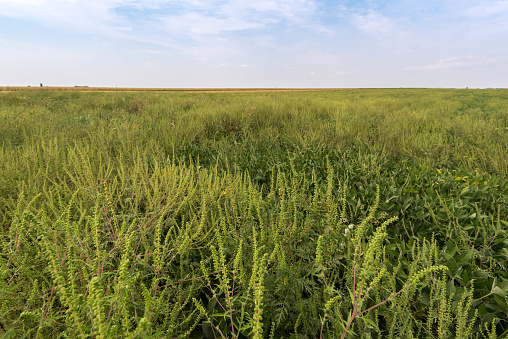 Ambrosia artemisiifolia common ragweed in field of soybeen