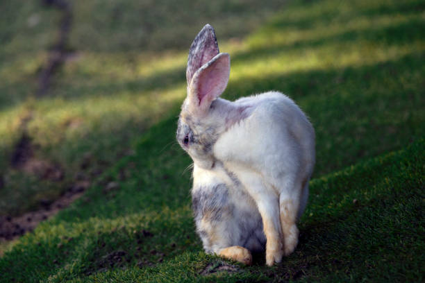 istock Little bunny rabbit greeting Happy Eastern with eastern and spring decorations on artificial grass . 1171724131
