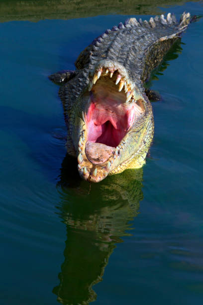 Crocodiles bask in the sun. Crocodiles in the pond. Crocodile farm. Cultivation of crocodiles. Crocodile sharp teeth. stock photo