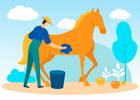 Man With Rag in Hand Washes Rudy Horse. Horses at Farm. Equestrian Sport. Man Caring for Horse. Vector Illustration. People on Farm. Farm Products. Farner Brush Horse on Field. Sunny Day.