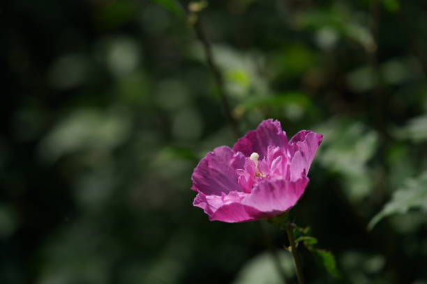 Flower of Hibiscus Syriacus