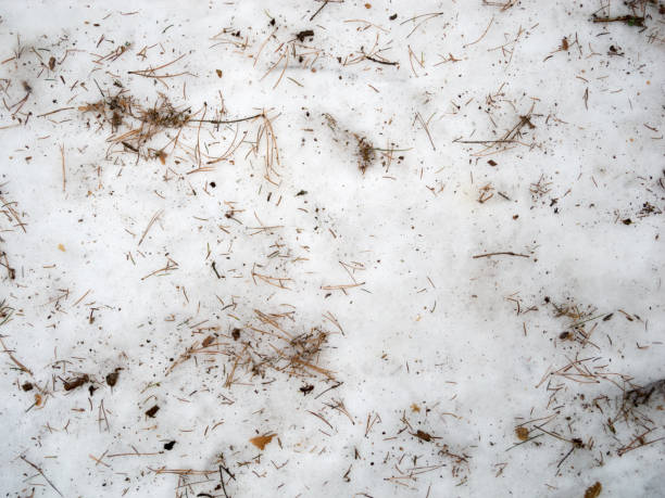istock Snow in the winter in the forest 1171725804
