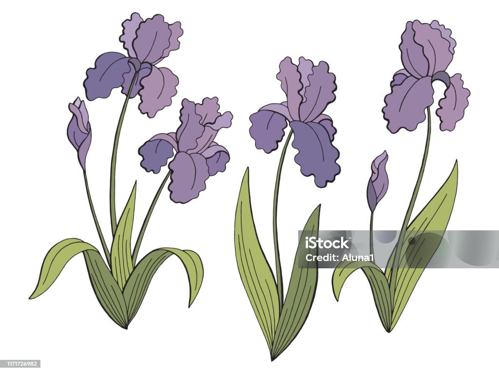 Ilustración de Iris Flor Gráfico Color Aislado Esquema De Ilustración Set  Vector y más Vectores Libres de Derechos de Buqué - iStock