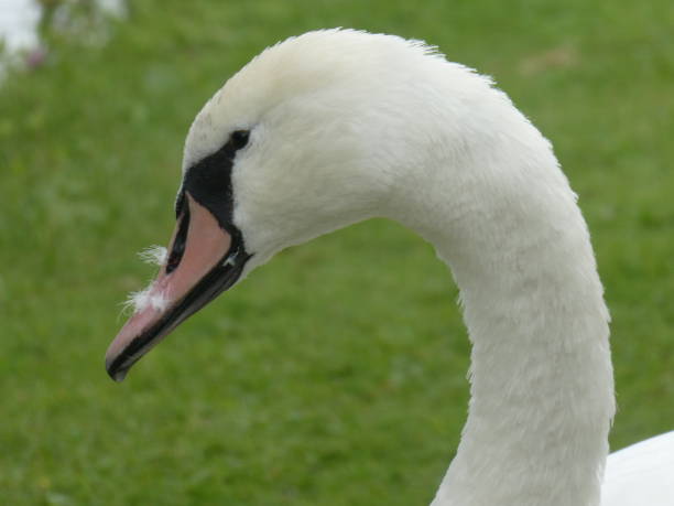 istock swan looking out at the world 1171727347