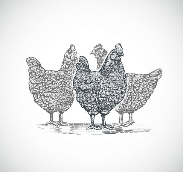 illustrazioni stock, clip art, cartoni animati e icone di tendenza di gruppo polli - head quarters