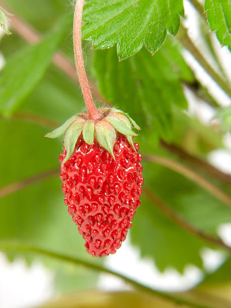 fraises berry - bittersweet berry photos photos et images de collection