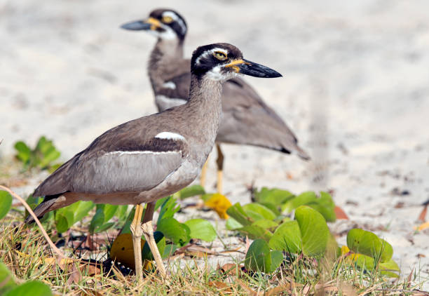 strandstein-curlew - stone curlew stock-fotos und bilder