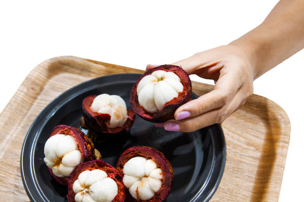 hands holding fresh mangosteen