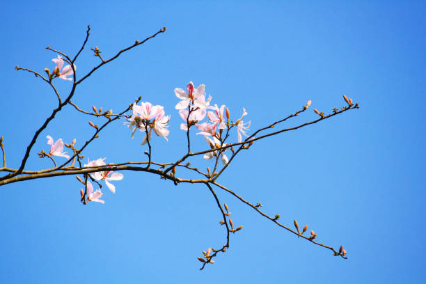 istock Beautiful Blossom white Wild Himalayan Cherry Branches with blue sky 1171729194