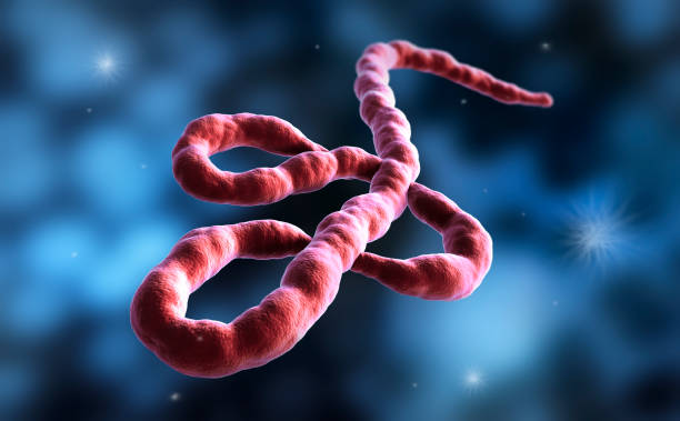 Ebola Virus Stock Photo Medical illustration, ebola virus, Biological Cell, Ebola, Virus, Magnification, Infectious Disease ebola stock pictures, royalty-free photos & images