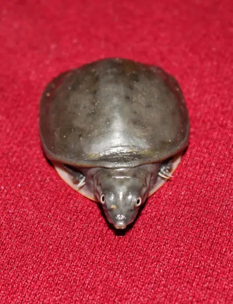 Photo of Beautiful tiny little turtle with head out in red carpet HD