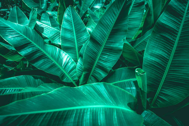 istock banana leaf in garden, abstract green leaf 1171730285